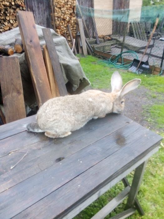 Królik samica Belg olbrzym