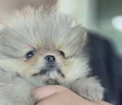 sunia pies cudowna pies pomeranian