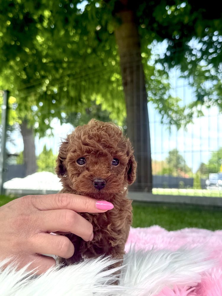 Pudel Toy Red Brown Sliczny Piesek