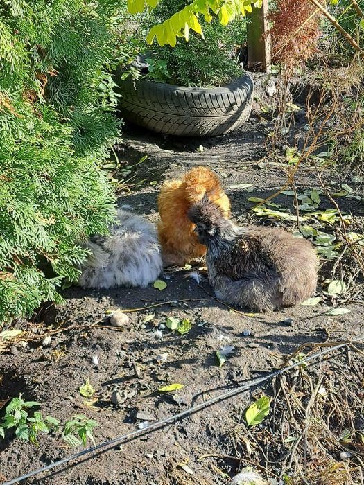 Dorosłe kurki silki