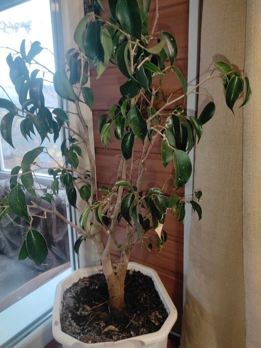 Фикус Бенджамина