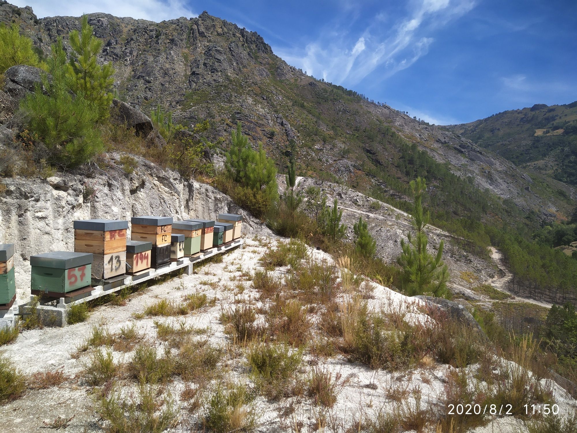 Mel de urze Serra do Gerês