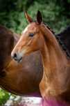 Sprzedam ogierka old.  po Chaloubino ps  / Cornet de Semilly