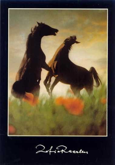 zestaw pocztówek z końmi Equus