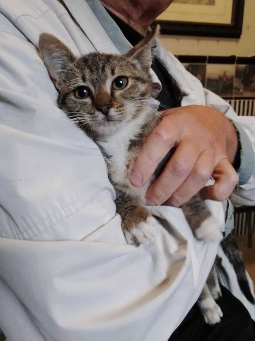 Кошеня-хлопчик, 2-3 міс., шукає дім
