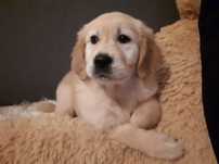 Golden Retriever Suczka