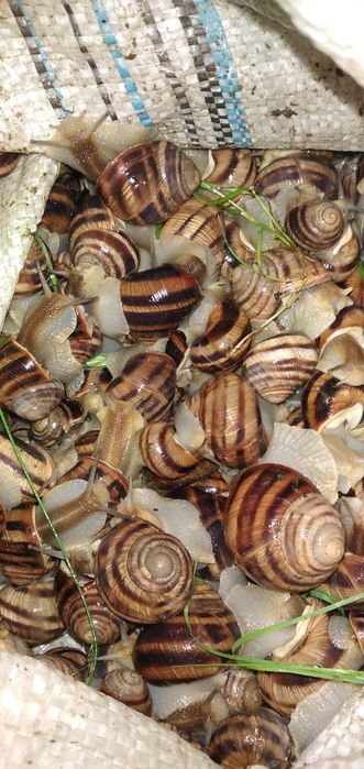 Виноградная улитка