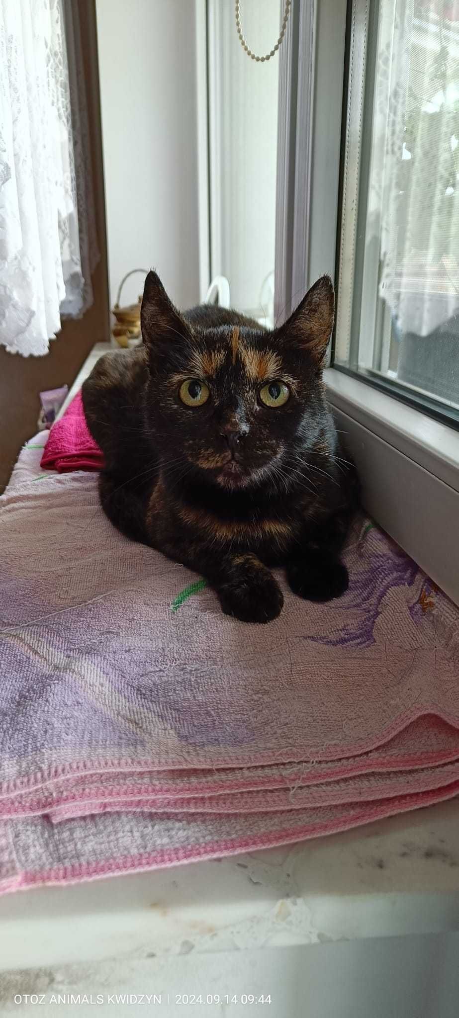 Piękna szylkretka Zuzia do adopcji