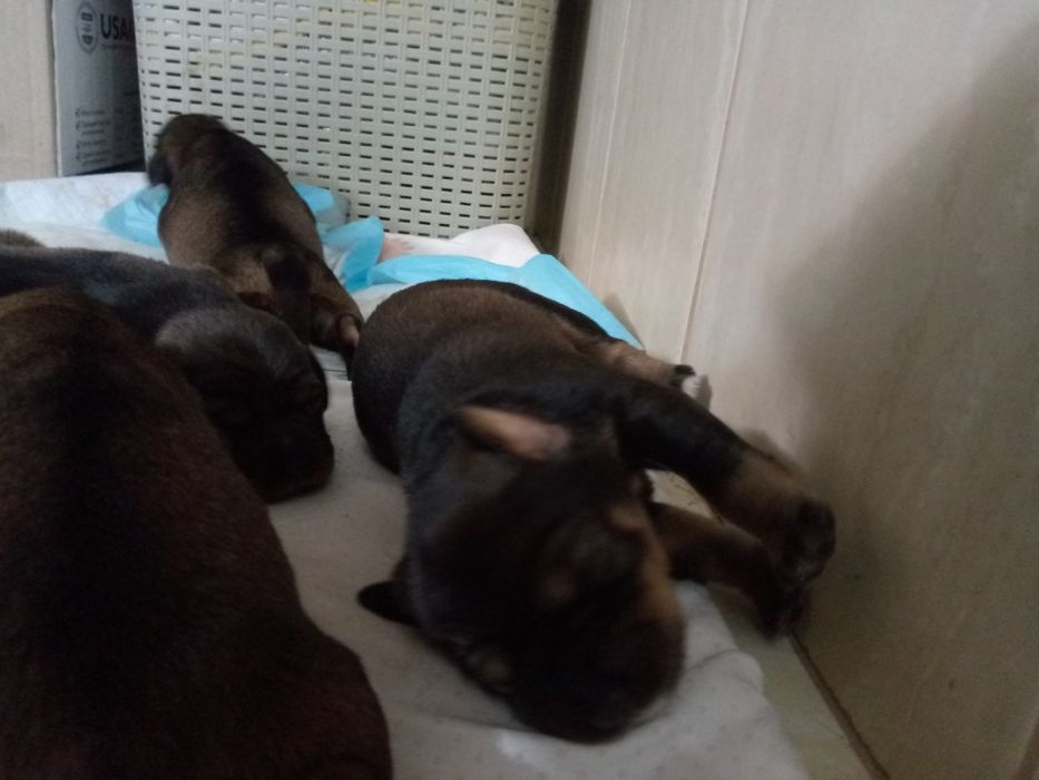 Цуцики Охотничого Спаніеля