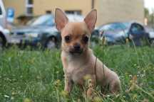 Szczeniak Chihuahua
