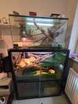 Agama brodata z terrarium – Pełny zestaw