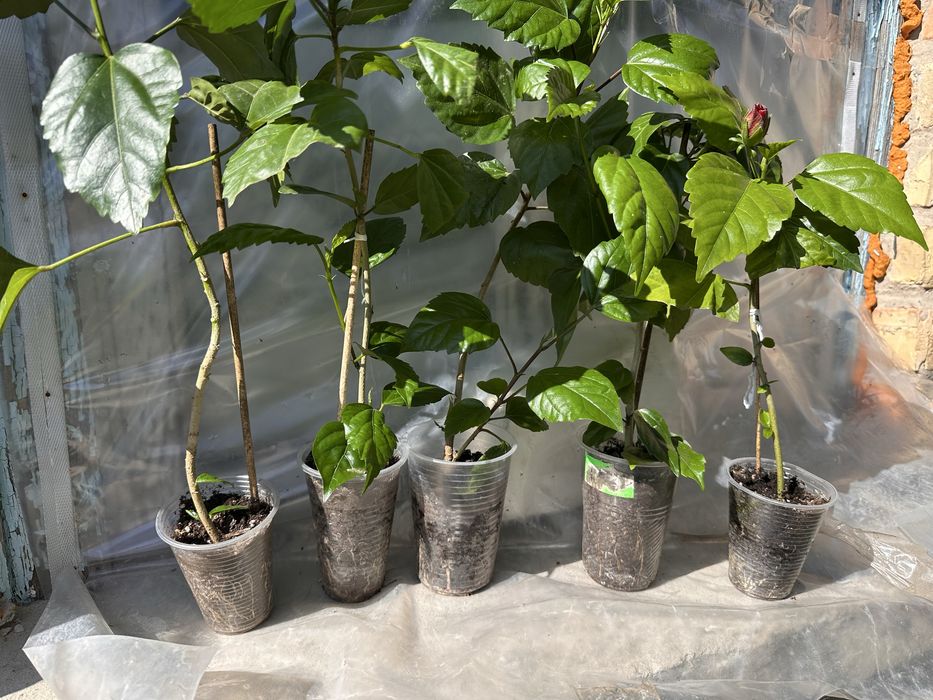 Гибискусы укорененные ( диаметр от 2 мм до 10 мм)