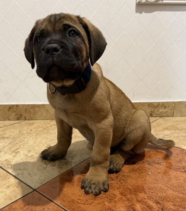 Cane corso samiec z rodowodem