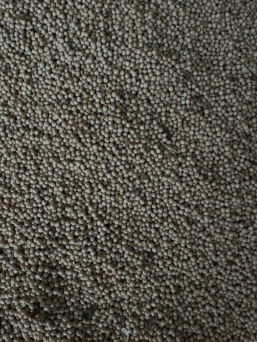 Groch siewny Astronaute