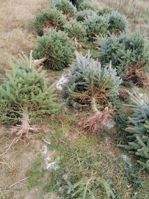 Świerk srebrny 1,5 -1,8,  Dostawa Warszawa i okolice  - Puławska 416