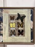 Quadro entomológico com borboletas reais – peça decorativa vintage