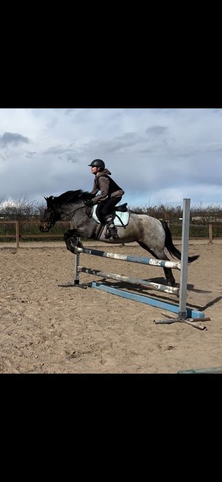 Cudowna klacz kuc na sprzedaż