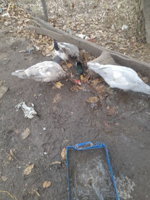 Індокачки та індокачурі продаються