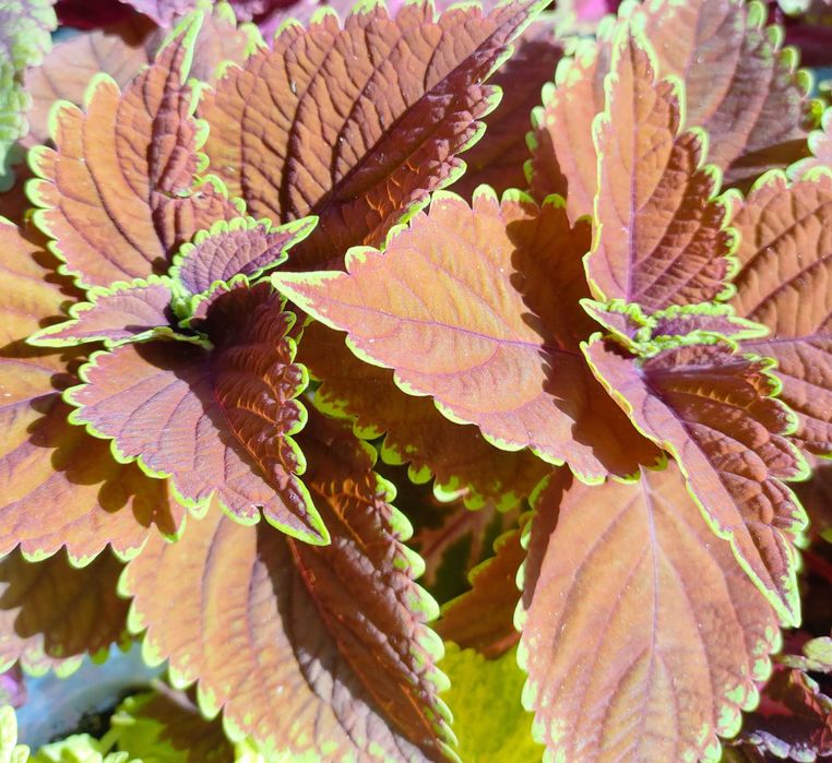 Koleus Coleus Pokrzywka brazylijska