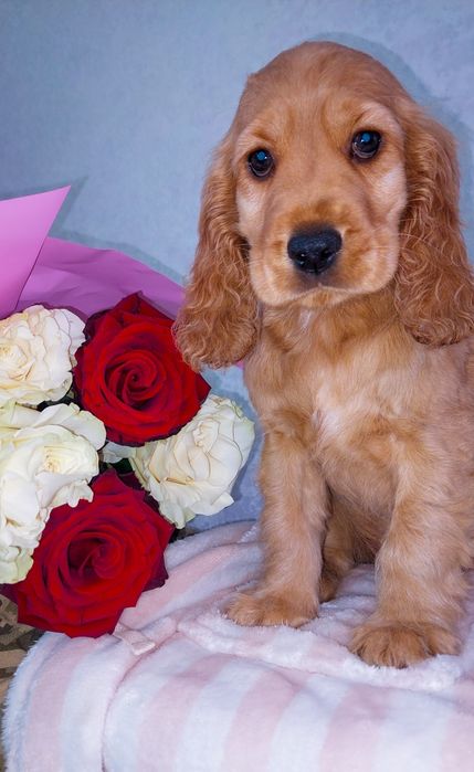 Англійський кокер спаніель