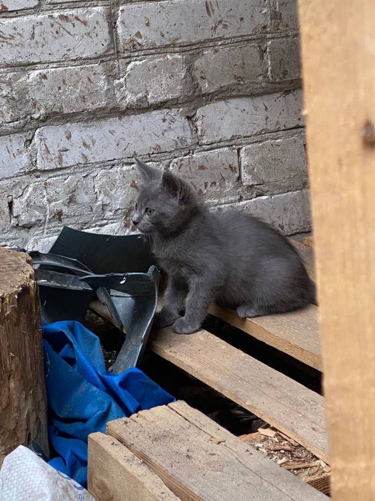 Кошенята блакитного окрасу котята
