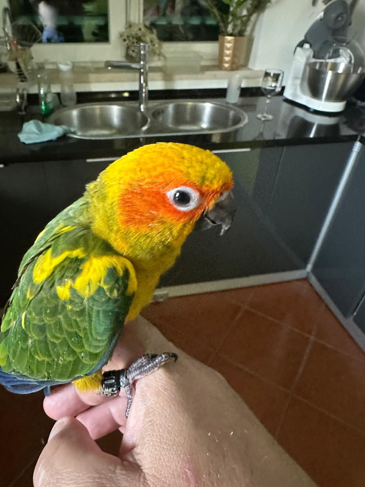 Aratinga Sol macho super mansinho