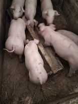 Prosięta.  ,prosięta  DUŻE