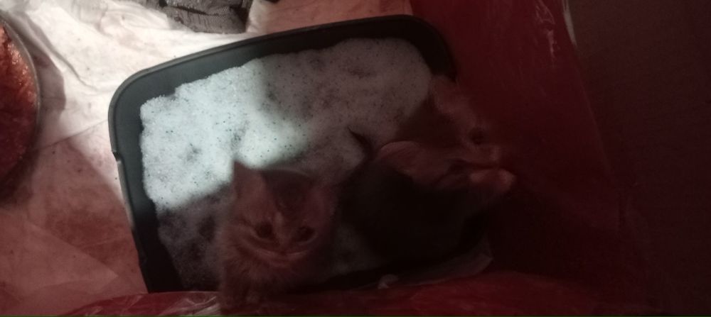 Віддам кошенят безкоштовно