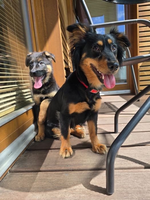 Malutka Lusy szuka domku