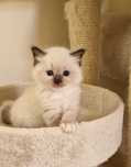 Kocurek rasy ragdoll
