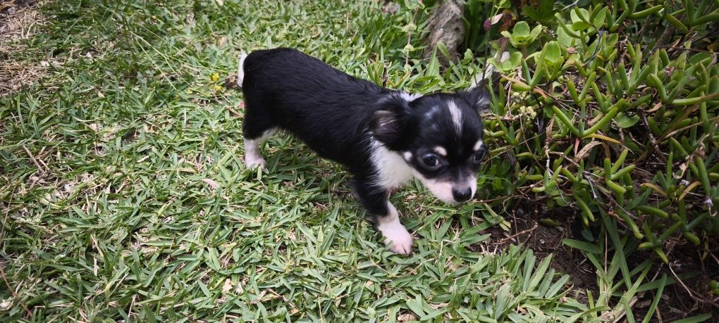 Chihuahua disponível para entrega imediata