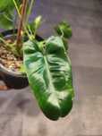 Philodendron Burle Marx regres od Mint cała roślina