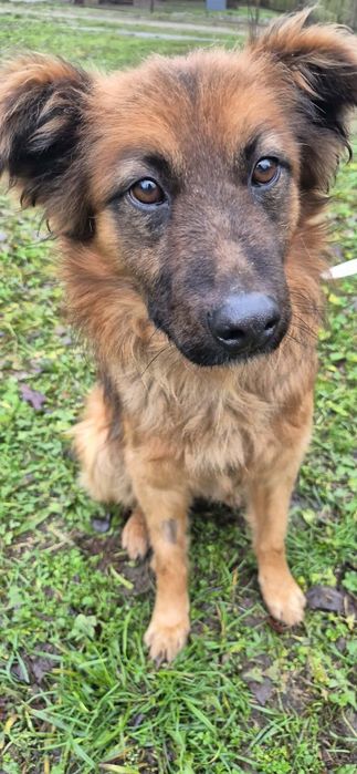 Cudowny psiak do adopcji