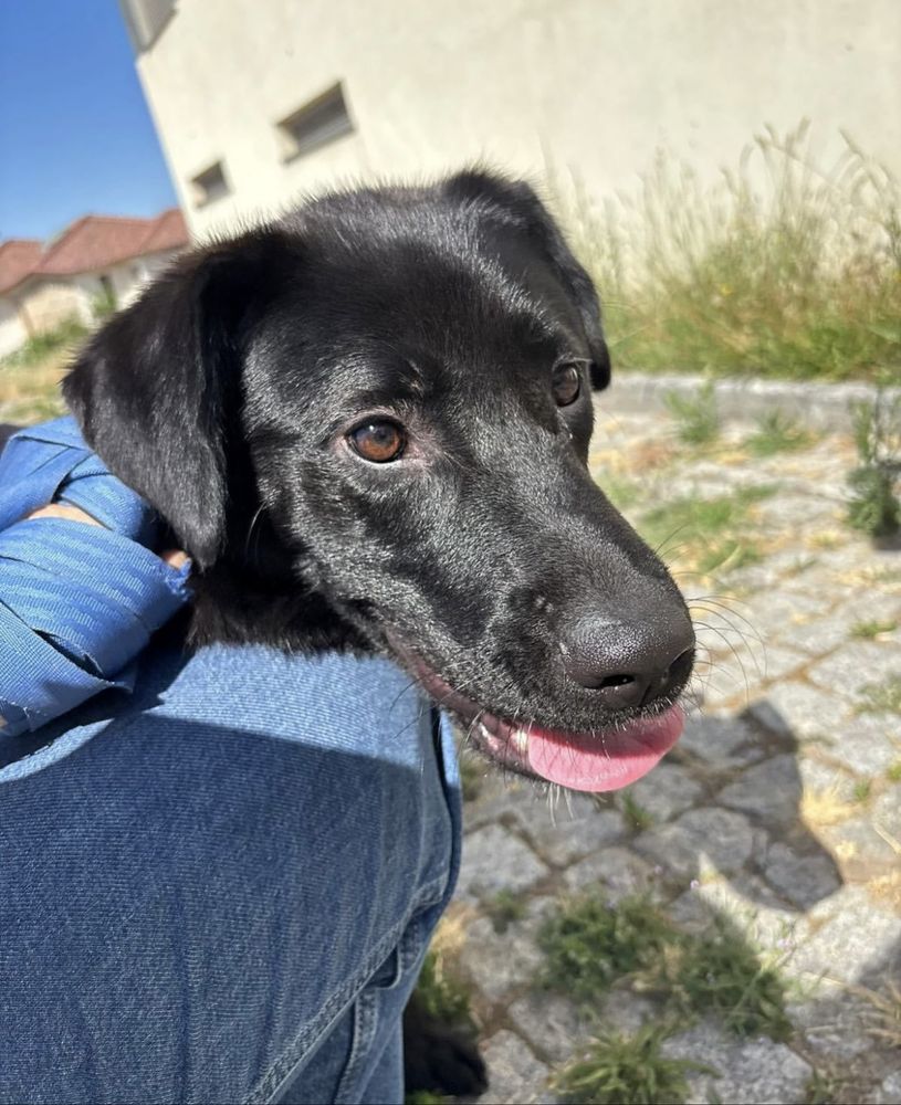 Cãozinho com 10 meses para adoção resposável