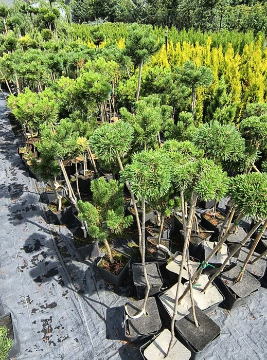 Sosny na pniu, szlachetne, kule bez formowania