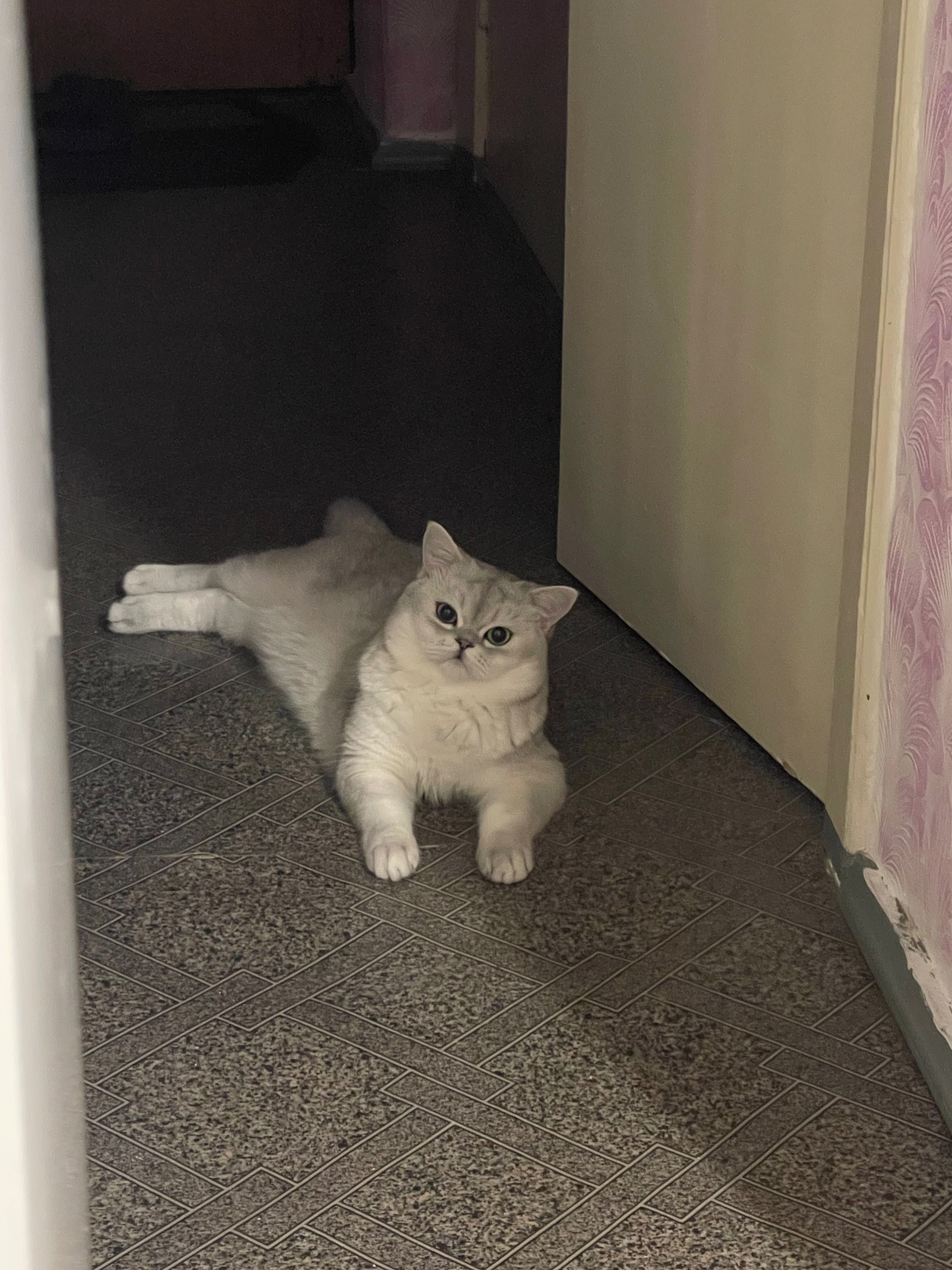 Котик на вʼязку, шотландець