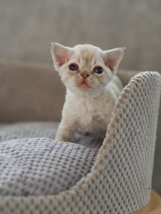Devon Rex, dziewczynka