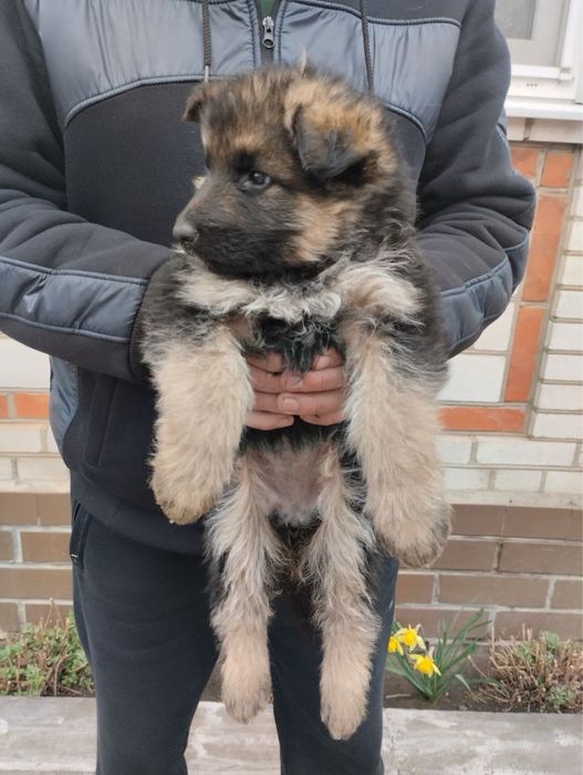 Продам щенят Німців