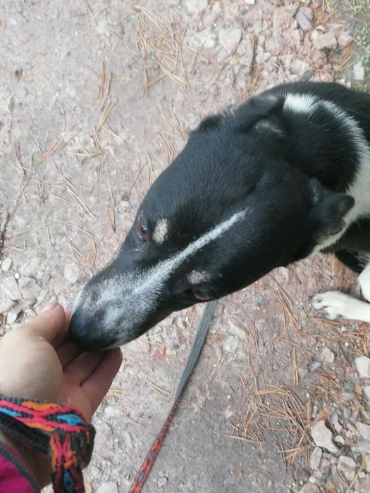 ŁATKA spokojna delikatna suczka szuka domu