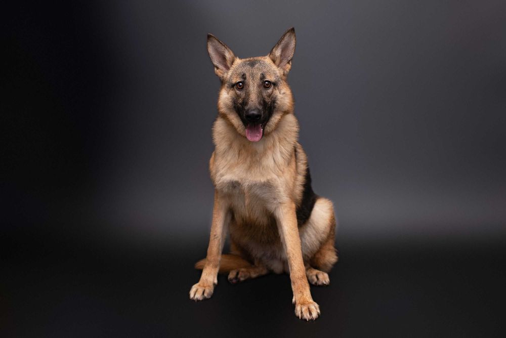 Віддам в добрі руки собаку дівчинку підлітка Леону.