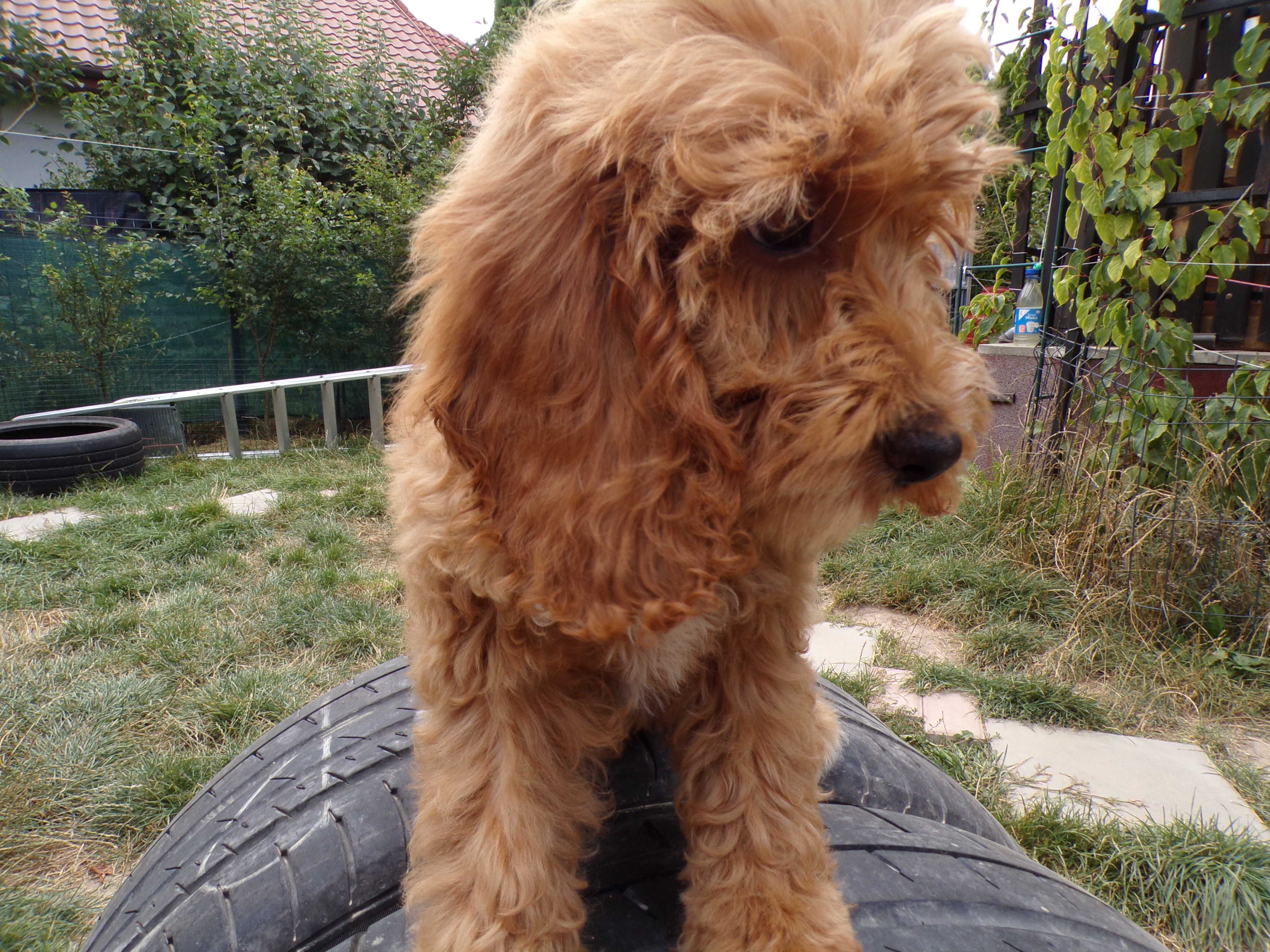 Cockapoo F1 , słodka, maleńka sunia karmelowa z białym