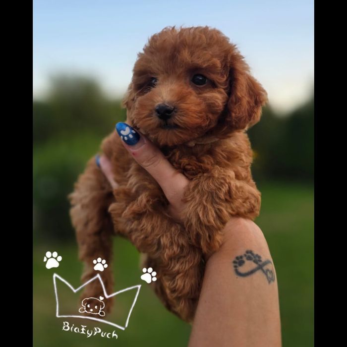 Pudel toy apricot red zapowiedź styczeń Badania wyprawka paszport