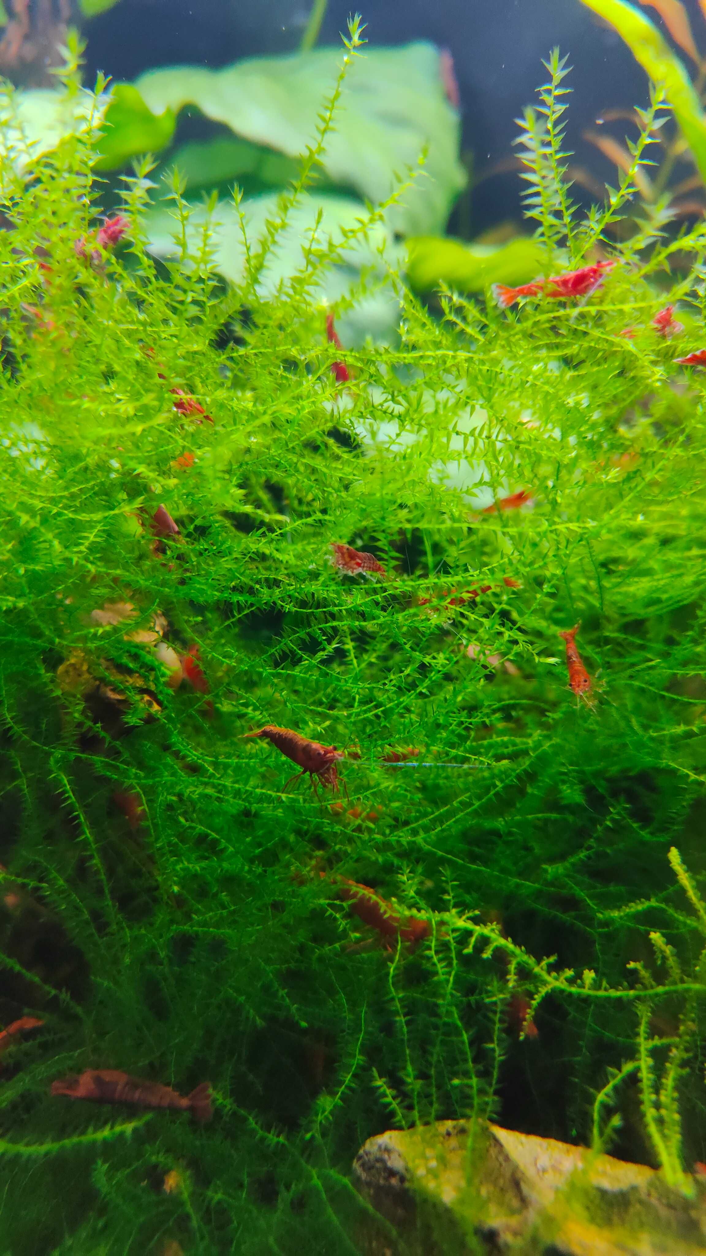 Camarões red cherry