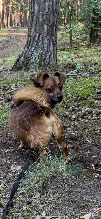 Gabrys malutki cudowny przytulas do adopcji