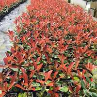 photinias, fotinias para sebes vermelha-