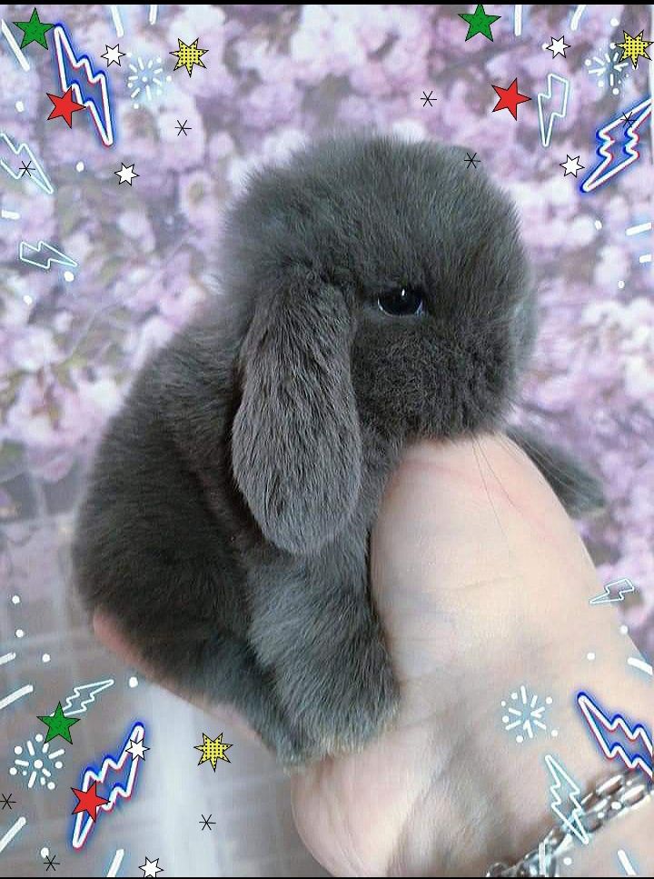 Kroliczki mini lop miniaturka hodowla zarejestrowana