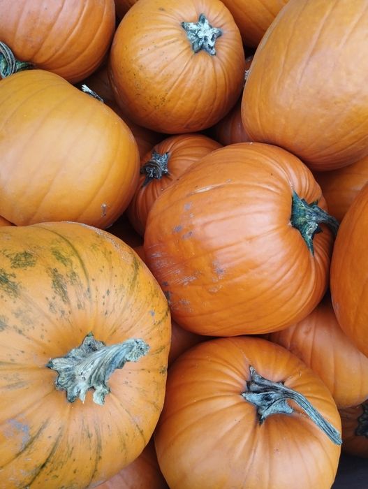 Dynia halloween odsort/nie wybarwiona krzywa 3 t