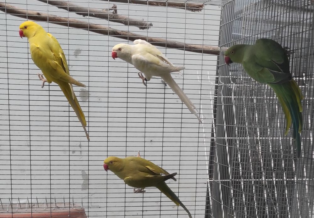 Ring Necks fêmeas 2025