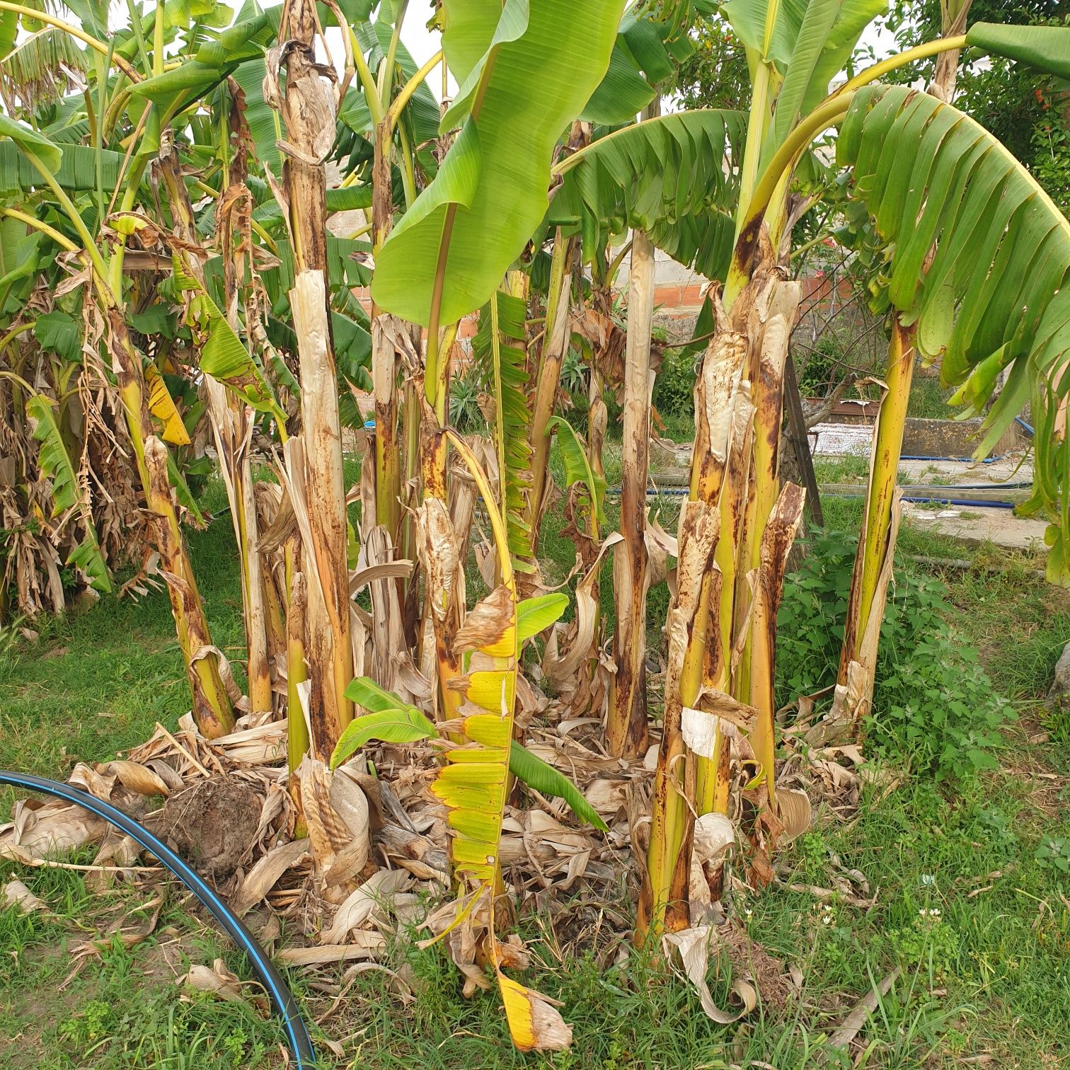 Bananeiras para replantar