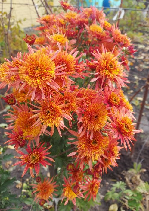 Хризантема корейська ,великоквіткова ,кирпичного кольору  букетна